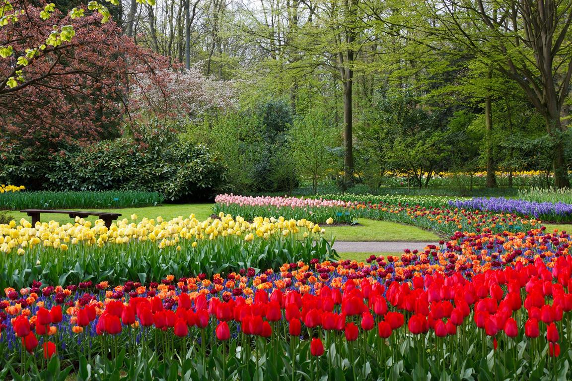 Tulpen im Park, typische für Holland